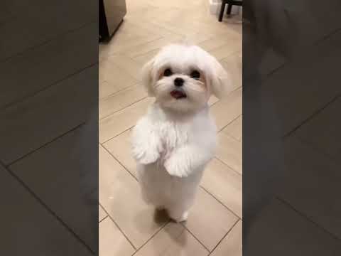 Lollipop Lagelu #shorts #youtubeshorts