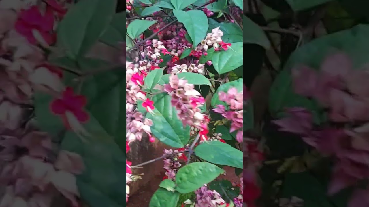 bleeding heart plants#shortvideo #everytime flowering plants #beautiful #youtubeshorts