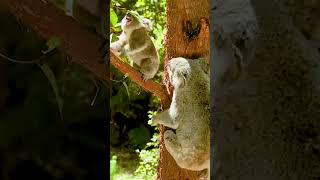 Download lagu Koala Sound, Baby Koala & Koala Bear Mom, Koala Noise (Australian Animal Sounds/Koalas)π mp3 Download lagu Koala Sound, Baby Koala & Koala Bear Mom, Koala Noise (Australian Animal Sounds/Koalas)π mp3