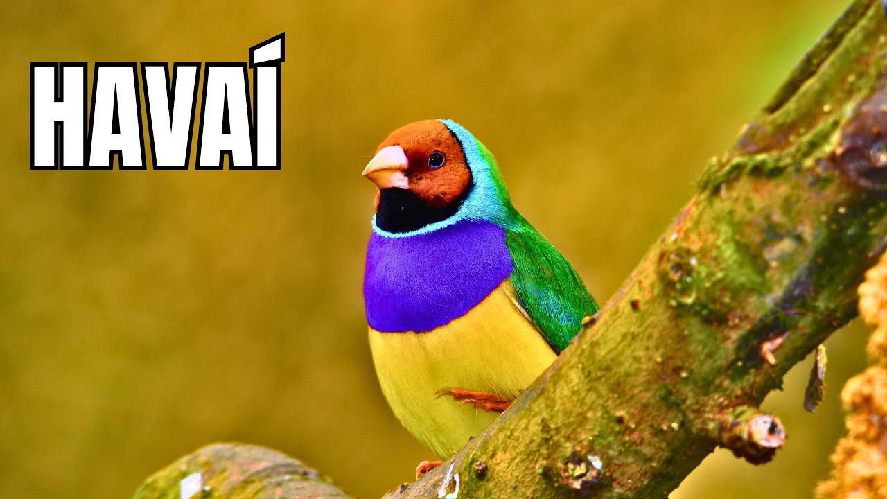 HAWAII | Wildlife in Lava Lands - Documentary