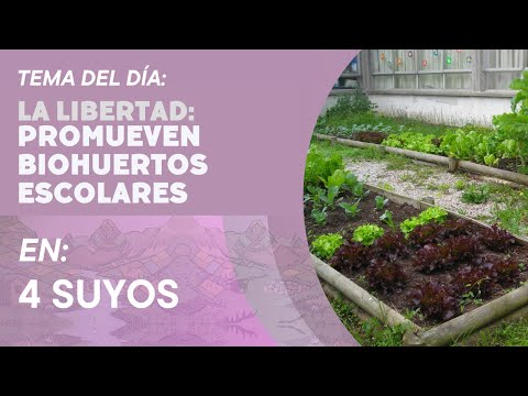 Promueven biohuertos escolares en provincia de Julcán en La Libertad - Cuatro Suyos - 26/09/2023