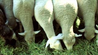 Kids Toys: Jess Brown's Dollmaking Process