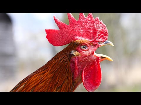 Top 10 Impressive Rooster Crowing Sound in the Morning Compilation 2022