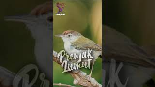 Download lagu Suara Prenjak Lumut Gacor mp3