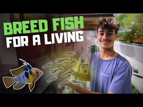 , title : 'How I Breed Fish for a Living (and How You Can Too)'