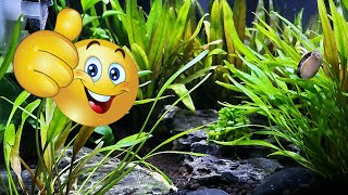 Betta Fish Tank Review Subscriber Edition Ep. 3 | Tuesday Tank Reviews