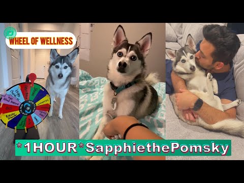*1 HOUR* Sapphie the Pomsky TikTok Compilation 2024 | New Sapphie the Pomsky TikTok Videos