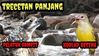 Download lagu Trecetan Panjang Pelatuk Sampit VS Korlap Betina. Masteran murai batu, cendet,sogon dll  mp3
