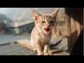 ​Funny Angry Kitten Hissing On Roof Tiny Grey Tabby Cat Sounds