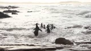 African penguins released after mystery oil spill SANCCOB 28 June '15