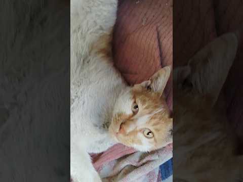 Cat Is Sad 😢 Lovly Pet #Pet #CatShorts #AadeshVlogs