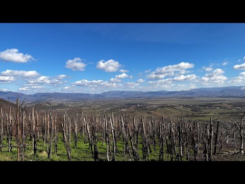 2023-03-12 RO-Remetea Oașului - Viile din Remetea Oașului