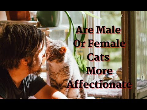 Are Male Or Female Cats More Affectionate - YouTube