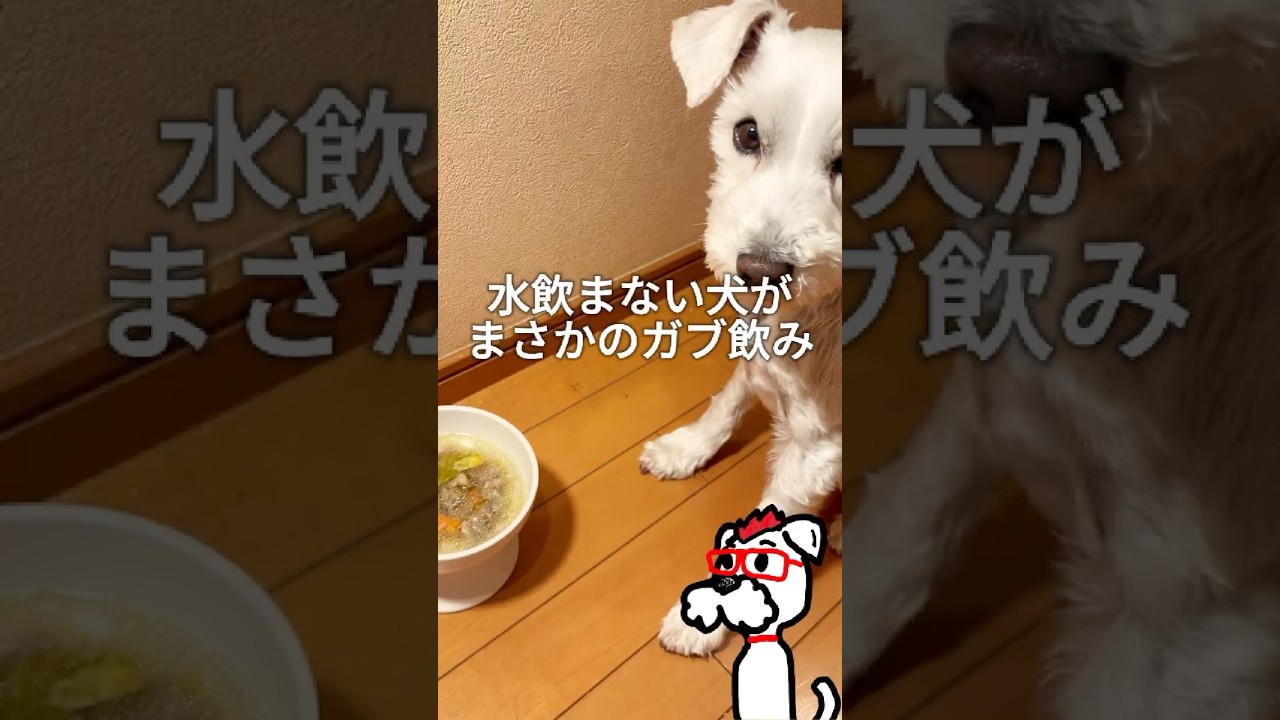 犬用万能スープ