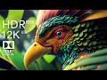 12K HDR 120FPS DOLBY VISION WITH ANIMAL SOUNDS (COLORFULLY D ..