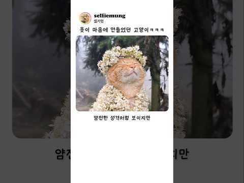 옷이 마음에 안들었던 고양이 ㅋㅋㅋ