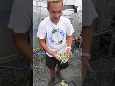 園芸 リュウゼツラン フェロックス