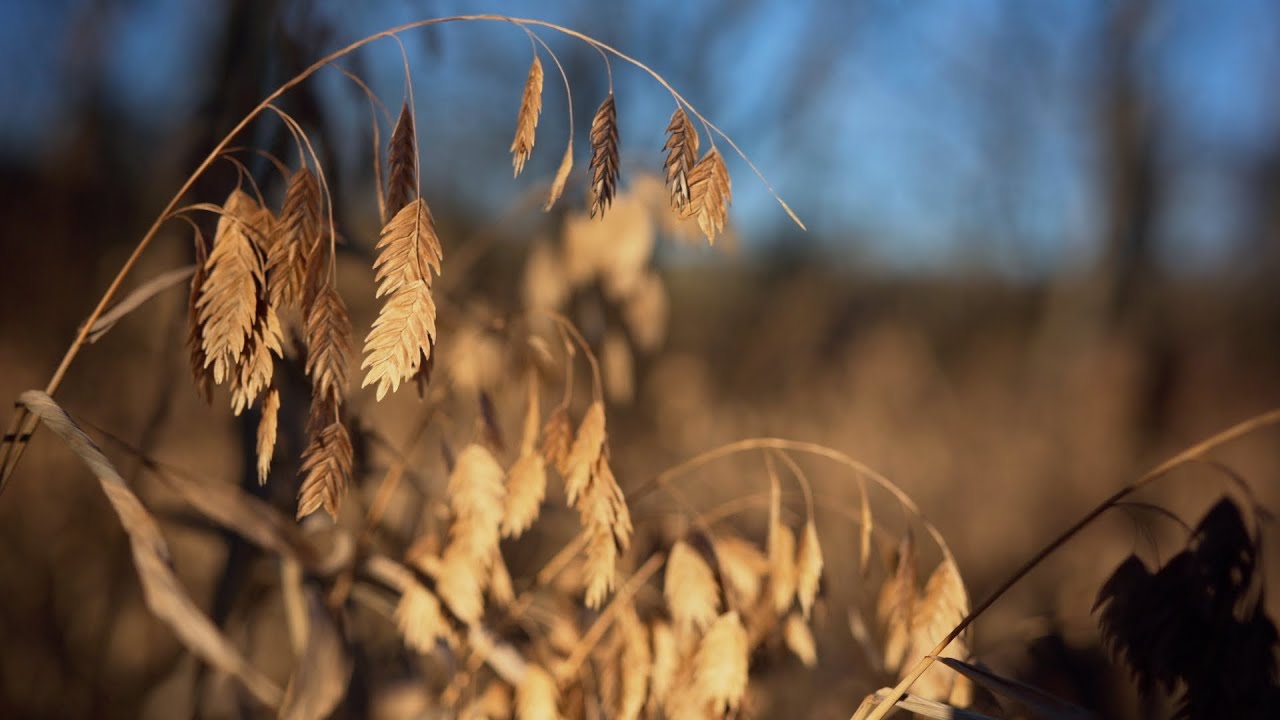 River Oats, A Beautiful Native Grass