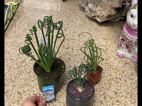 Albuca spiralis “Fizzle Sizzle”