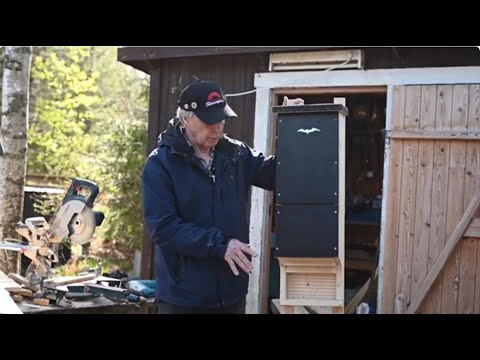 Hur man bygger en fladdermusholk