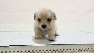 ハーフ犬の動画01