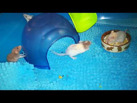 Portée OPR-DOU Lilas x DNA-DNR Marquise Eurydice - J23