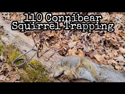 Squirrel Trapping with 110 Connibears ~ Over Night Catch!