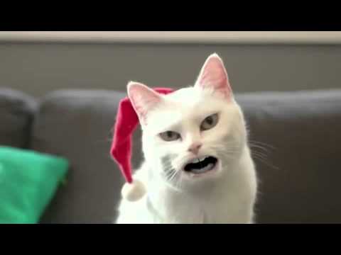 jingle bells-jodel bells  jodel katze von walmart