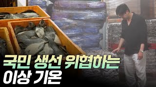 [연합뉴스TV] 국민 생선 위협하는 이상 기온 (12:16)