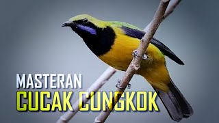 Download lagu MASTERAN PILIHAN !! CUCAK CUNGKOK GACOR SPEED RAPET mp3 Download lagu MASTERAN PILIHAN !! CUCAK CUNGKOK GACOR SPEED RAPET mp3