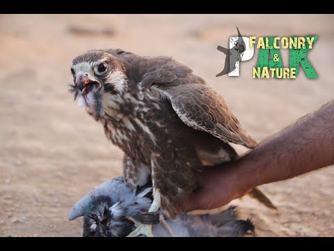 Laggar Falcon at best height & speed vs Pigeon (Pak Falconry)