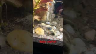 #aquarium #fish #garthbrooks #crayfish #fishaquarium