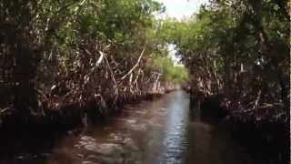 preview picture of video 'Airboat ride in Everglades City, Florida'