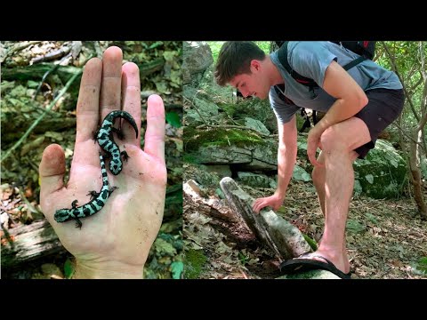 Living Treasure Hunt!!!- Searching For BEAUTIFUL Salamanders!!