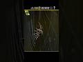 How Do Spiders Make Super Strong Webs ️ Shorts