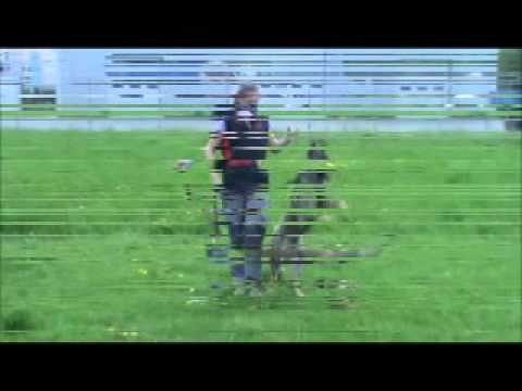 Forest z Jukasu - obedience - 9 months