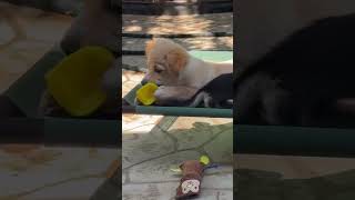 Video preview image #1 Chihuahua-Colonial Cocker Spaniel Mix Puppy For Sale in Corona, CA, USA