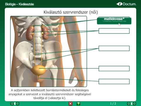 a belső szervek parazitái és kezelésük