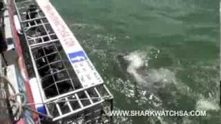 preview picture of video 'Shark cage diving @ Gansbaai, South Africa'