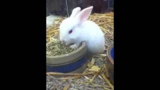 CUTEST BUNNY RABIT IN THE WORLD