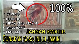 Download lagu Tips jitu cara mengobati ikan cupang stress ngambang tidak mau makan lakukan cara ini di jamin mp3