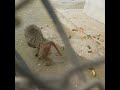 Mandrills Disney Animals Disney BABOON VS MANDRILL Which Is The Strongest Monkey Wild Animals