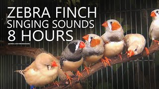 Download lagu Suara Burung Zebra Finch: Cohewet-Cohewet mp3 Download lagu Suara Burung Zebra Finch: Cohewet-Cohewet mp3