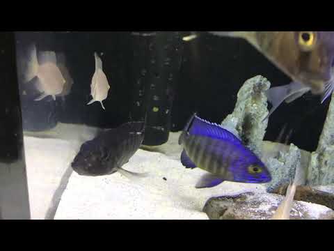 african  cichlids Aulonocara stuartgranti Chilumba