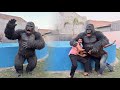 OohNo Mini Zoo Main Gorilla Agea
