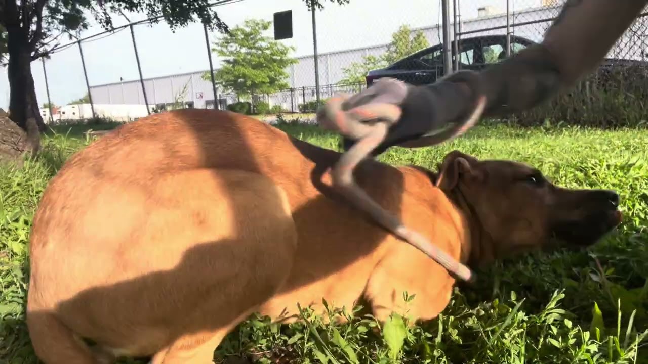 Video preview