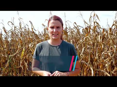 Dekalb hibridi u Novom Slankamenu