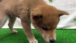 柴犬の動画01