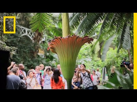 The Corpse Flower: Behind the Stink | National Geographic