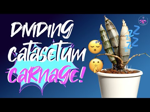 Dividing Dormant Catasetum Orchidglade 'Jack of Diamonds' | Repot Tips #Catasetum #ninjaorchids